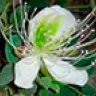 Capparis