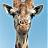 GIRAFF