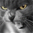 Miaw