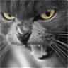 Miaw